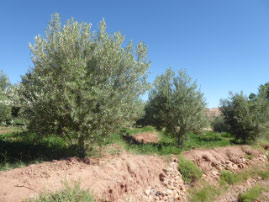 Ait Benhaddou-Day in the life