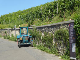 Bernkasteler Doctor Vinyard