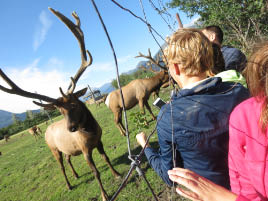Alaska Wildlife Conservation Center