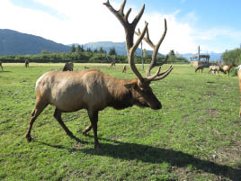 Alaska Wildlife Conservation Center