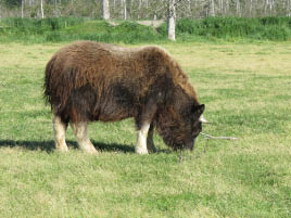 Alaska Wildlife Conservation Center