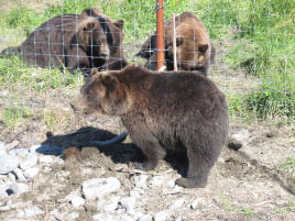 Alaska Wildlife Conservation Center