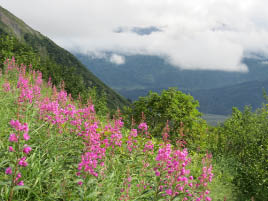 Harding Icefield Hike