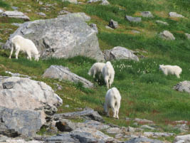 Harding Icefield Hike