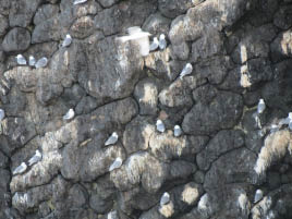 Kenai Fjords Boat Trip