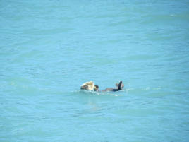 Sea Otter