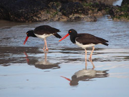 One fo the 60 species of birds on the Galapagos