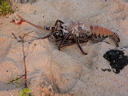 Evolving to a land lobster