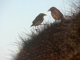 Cactus finches
