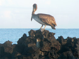 Pelican