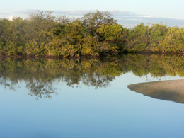 Pond with flamingo