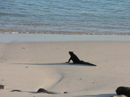 Marine iguana to greet us