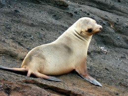 Sea lion