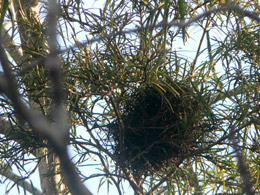 bird nest