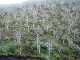 View from Ridge Trail