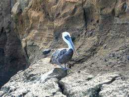 Pelican