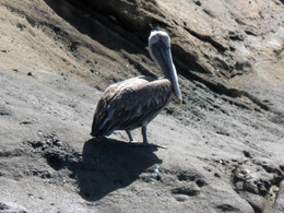 Pelican