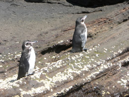 Penguins