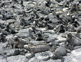 More marine iguanas