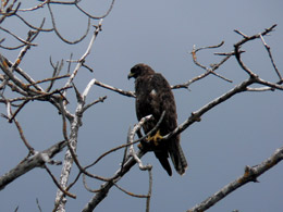 Galapagos Hawk