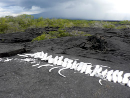 Whale bones