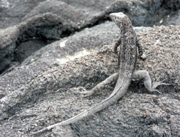 Lava lizard