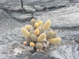 Cactus on Fernandina