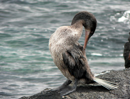 Flightless cormornat