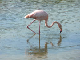 Flamingo