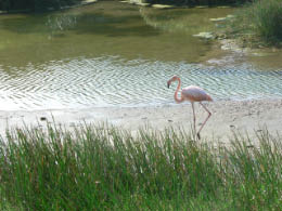 Flamingo