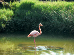 Flamingo