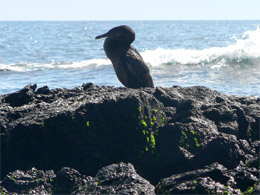 Flightless Cormorant