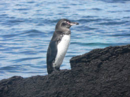 Galapagos penguin