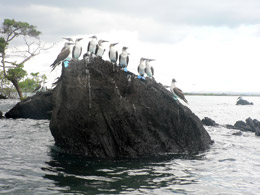 Boobies on the rock