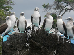 Blue footed boobies