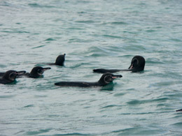 Galapagos penguins