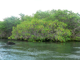 Mangroves
