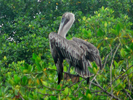 Pelican