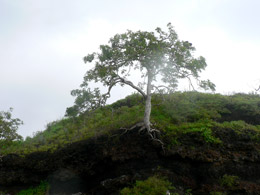 How long will this tree be here?