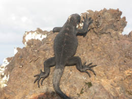 Young iguana clinging to the rocks