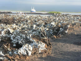 Lava covered with iguana poop