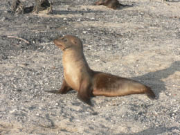 Sea lion wanting attention