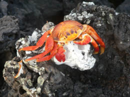 Crab