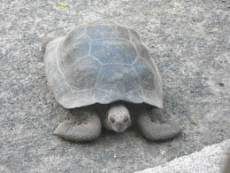 Giant tortoise at breeding center