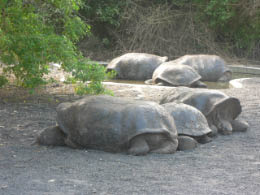 Giant Galapagos Tortoises