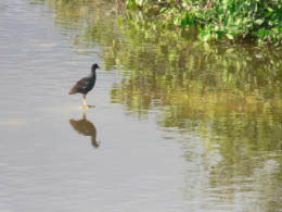 Bird on Isabela Island