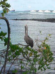Brown pelican