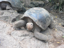 Giant Tortoise