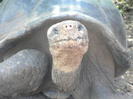 A face only a mother could love