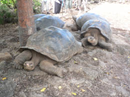 Tortiose train